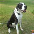 Stud Dog