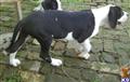 Great Dane