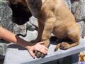 Mastiff