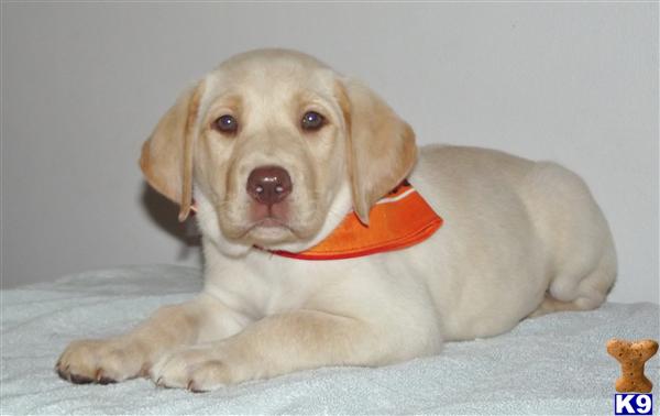 Puppies in Eustace