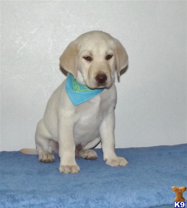 Puppies in Eustace