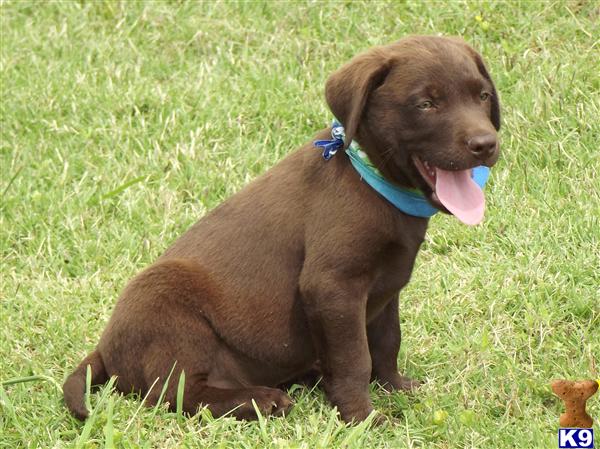 Puppies in Eustace