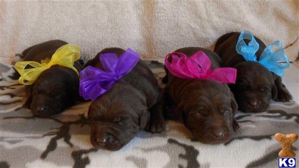 Puppies in TX