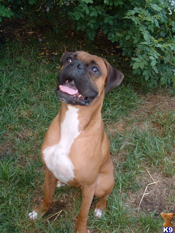Dogs for Sale in SC