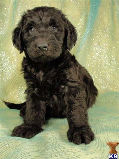 Puppies in IA