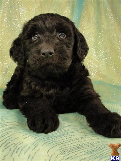 Puppies in IA