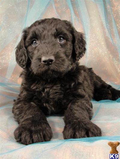 Puppies in IA