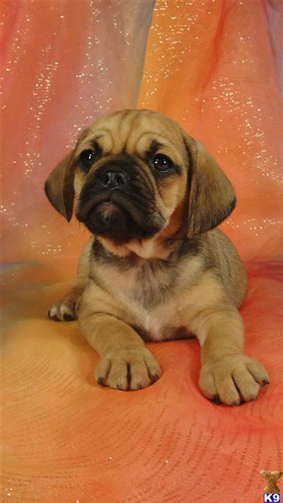 Puppies in IA