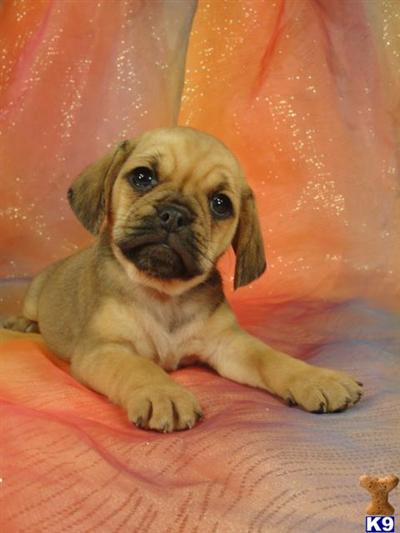 Puppies in IA