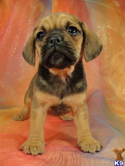 Puppies in IA