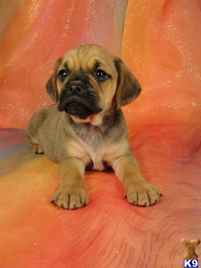Puppies in IA