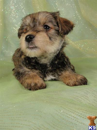 Puppies in IA