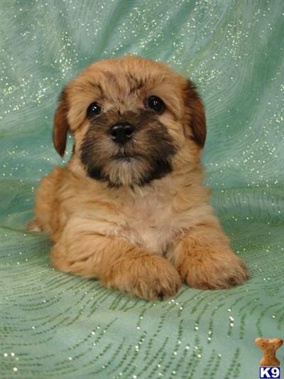 Puppies in IA