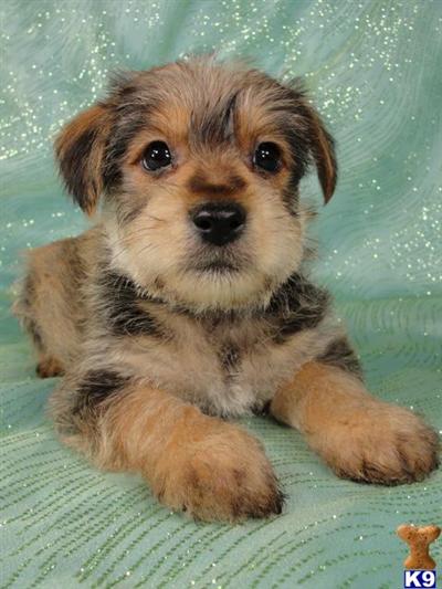 Puppies in IA