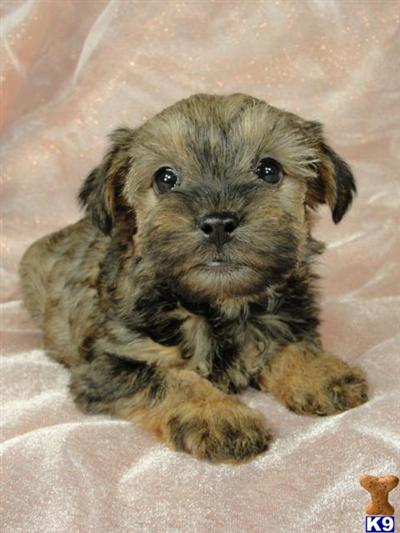 Puppies in IA