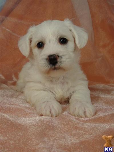 Puppies in IA