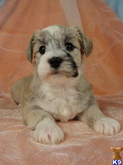 Puppies in IA
