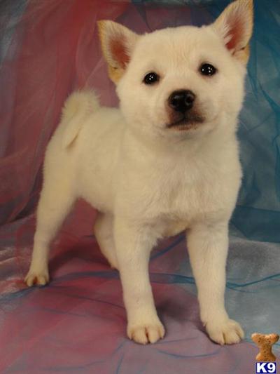 Shiba Inu Puppies for Sale
