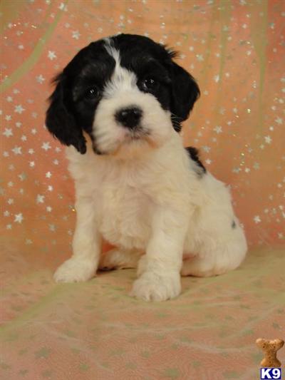 Cockapoos Puppies for Sale