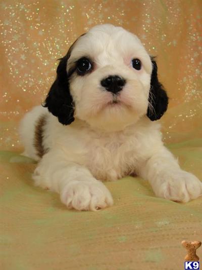 Cockapoos Puppies for Sale