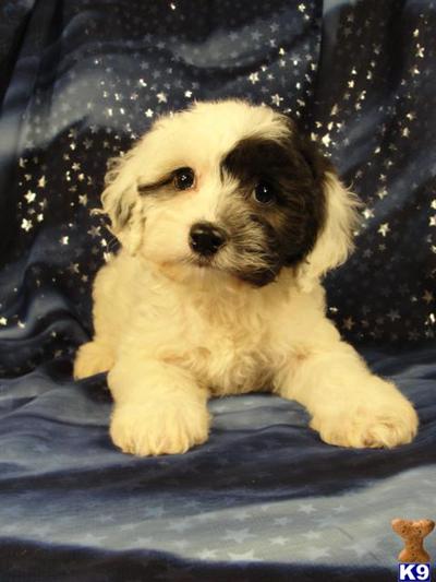 Puppies in IA