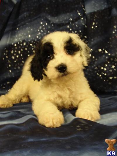 Puppies in IA
