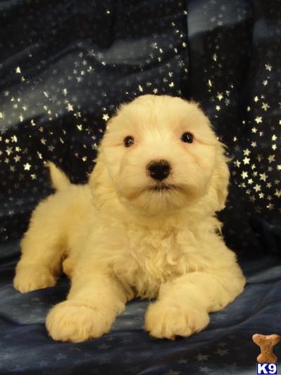 Puppies in IA