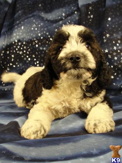 Puppies in IA