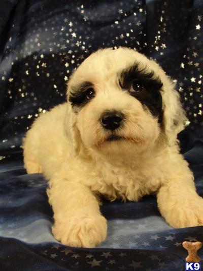 Puppies in IA