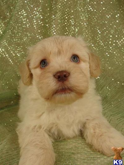 Puppies in IA
