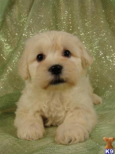 Puppies in IA