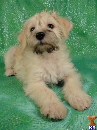 Puppies in IA