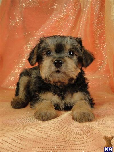 Puppies in IA