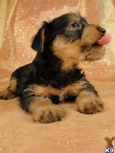 Puppies in IA