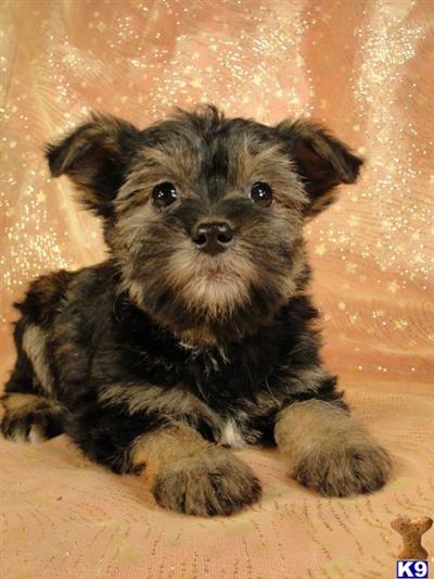Puppies in IA