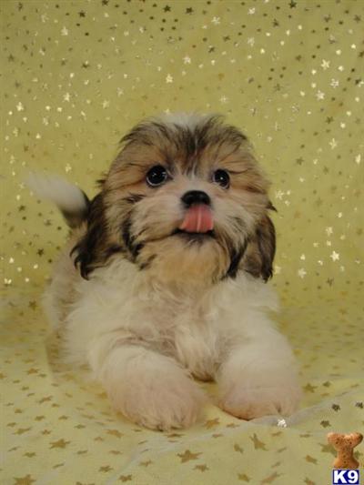 Puppies in IA