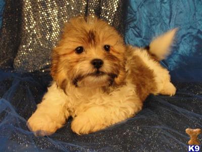 Puppies in IA