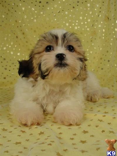Puppies in IA