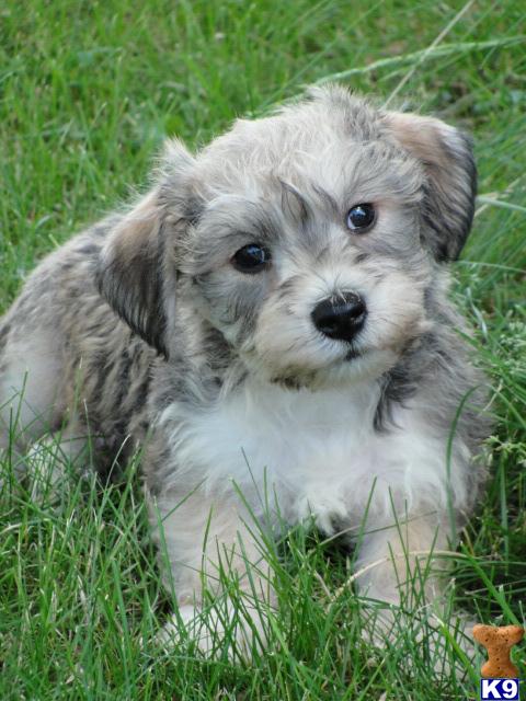 Schnoodle Puppies