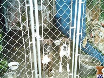 Dogs - Boxer