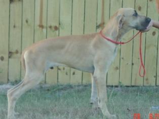 Dogs for Sale in TX
