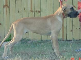 Dogs for Sale in TX