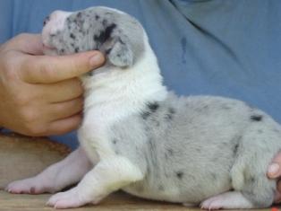Great Dane Puppies in TX