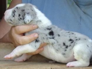 Great Dane Puppies in TX