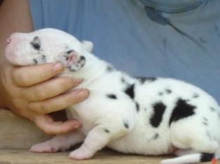 Great Dane Puppies in TX