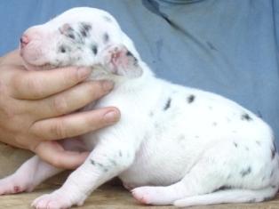 Great Dane Puppies in TX