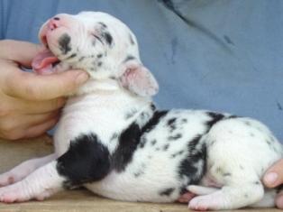 Great Dane Puppies in TX