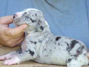 Great Dane Puppies in TX