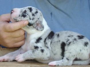 Great Dane Puppies in TX