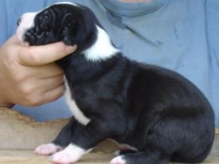 Great Dane Puppies in TX